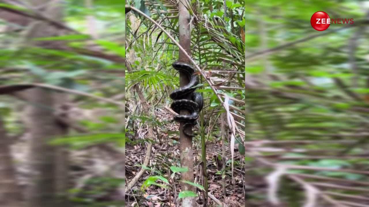 खड़े होकर पेड़ से चिपट सरपट ऊपर चढ़ गया 30 फुट लंबा किंग कोबरा, देखकर आप भी नहीं करेंगे यकीन