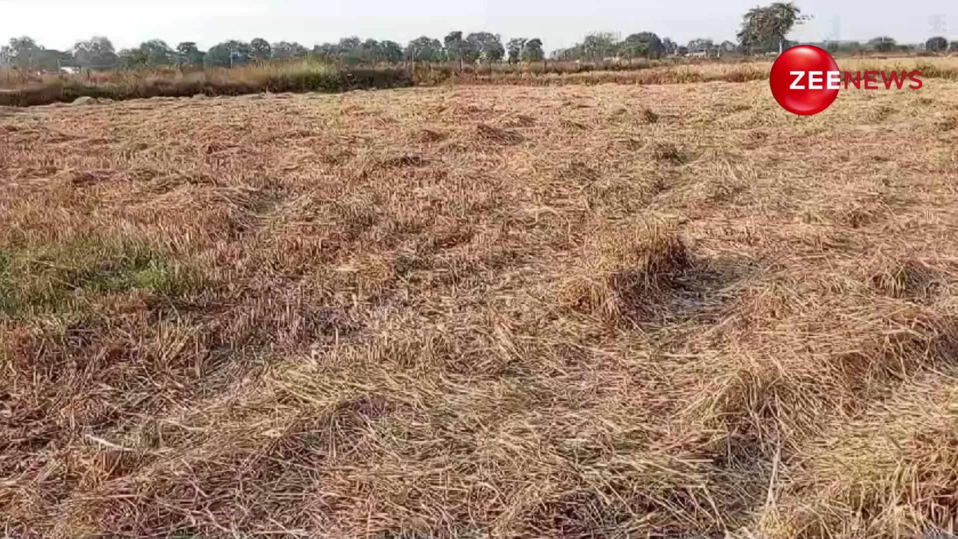 खेत से चोरी हुई धान की खड़ी फसल, मालूम पड़ते ही थाने रिपोर्ट लिखवाने पहुंचा किसान; देखिए वीडियो