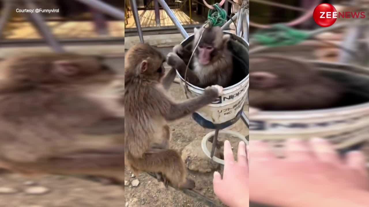 पार्क में एक बंदर मजे से बाल्टी में बैठा दूसरे ने दिए झूले, वीडियो देख नहीं रुक रही लोगों की हंसी