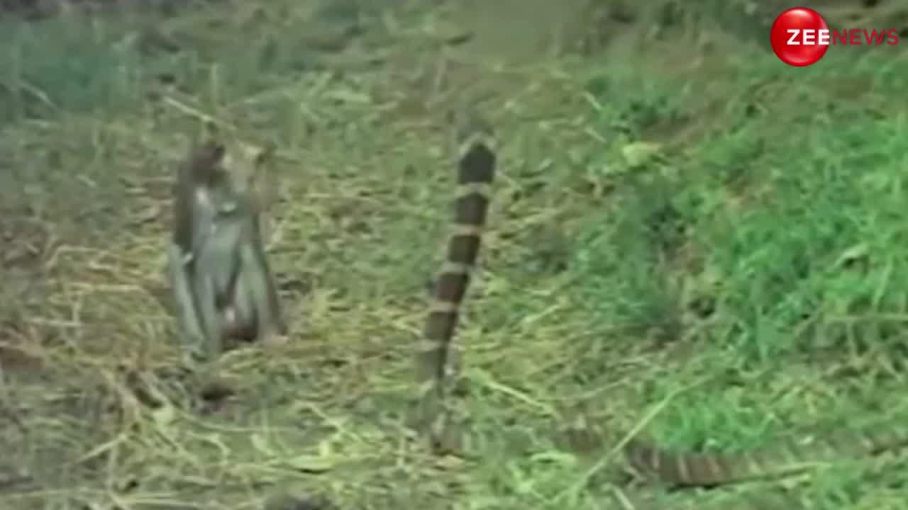 King Cobra-Monkey Video: सांप के सामने नकल उतार रहा था बदमाश बंदर, गुस्से में नाग ने किया ये; फिर भी बाज नहीं आया मंकी.....