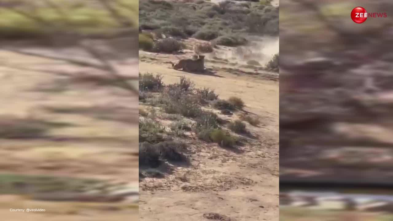 गोली की रफ्तार से पीछे भागते हुए Cheetah ने किया शिकार, 5 सेकंड में कर दिया जानवर का काम खत्म