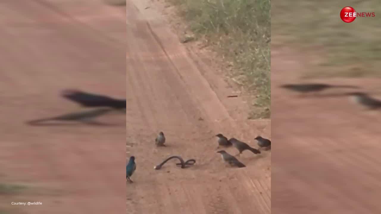 King Cobra Video: शांति से जा रहा था कोबरा, तभी चिड़िया के झुंड ने रोक लिया रास्ता, फिर मार-मारकर कर दिया बेचारे को अधमरा
