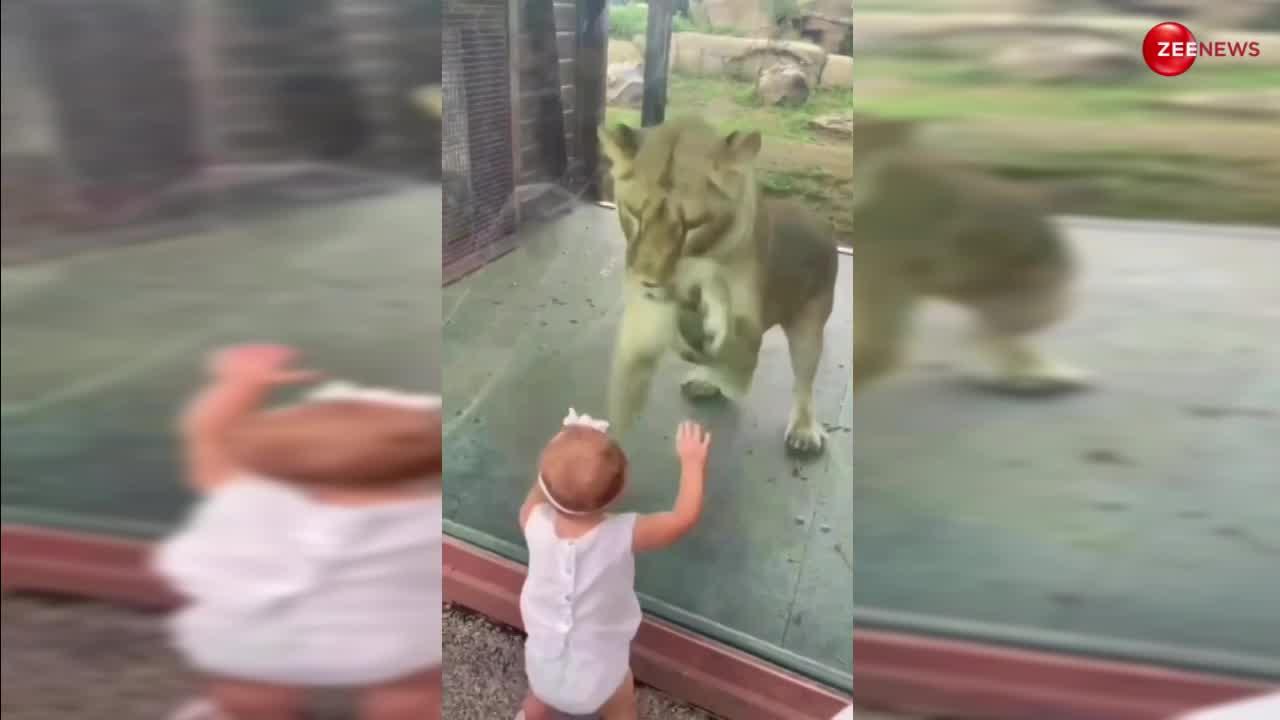 OMG! 2 साल की बच्ची की नकल करने लगा पिंजरे में बंद शेर का बच्चा, वीडियो देख अपनी आंखों पर नहीं कर पाएंगे भरोसा