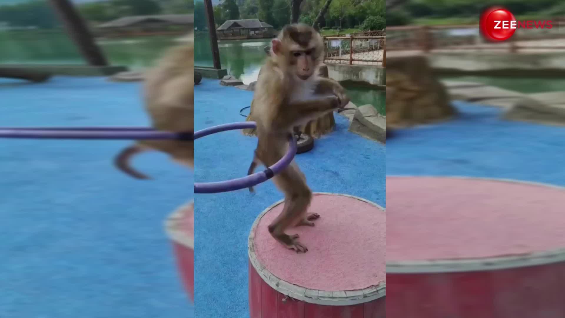 बंदर का टैलेंट देख लोगों को लगा झटका, सबके सामने क्या रिंग डांस; देखें ये वीडियो