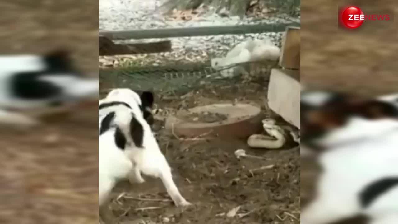तीन कुत्ते ने मिलकर की कोबरा की जमकर धुलाई, देखें हैरान करने वाला वीडियो