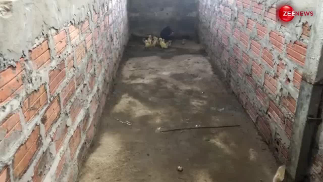 कोबरा से अपने बच्चों की जान बचाने के लिए सांप से भिड़ गई मुर्गी