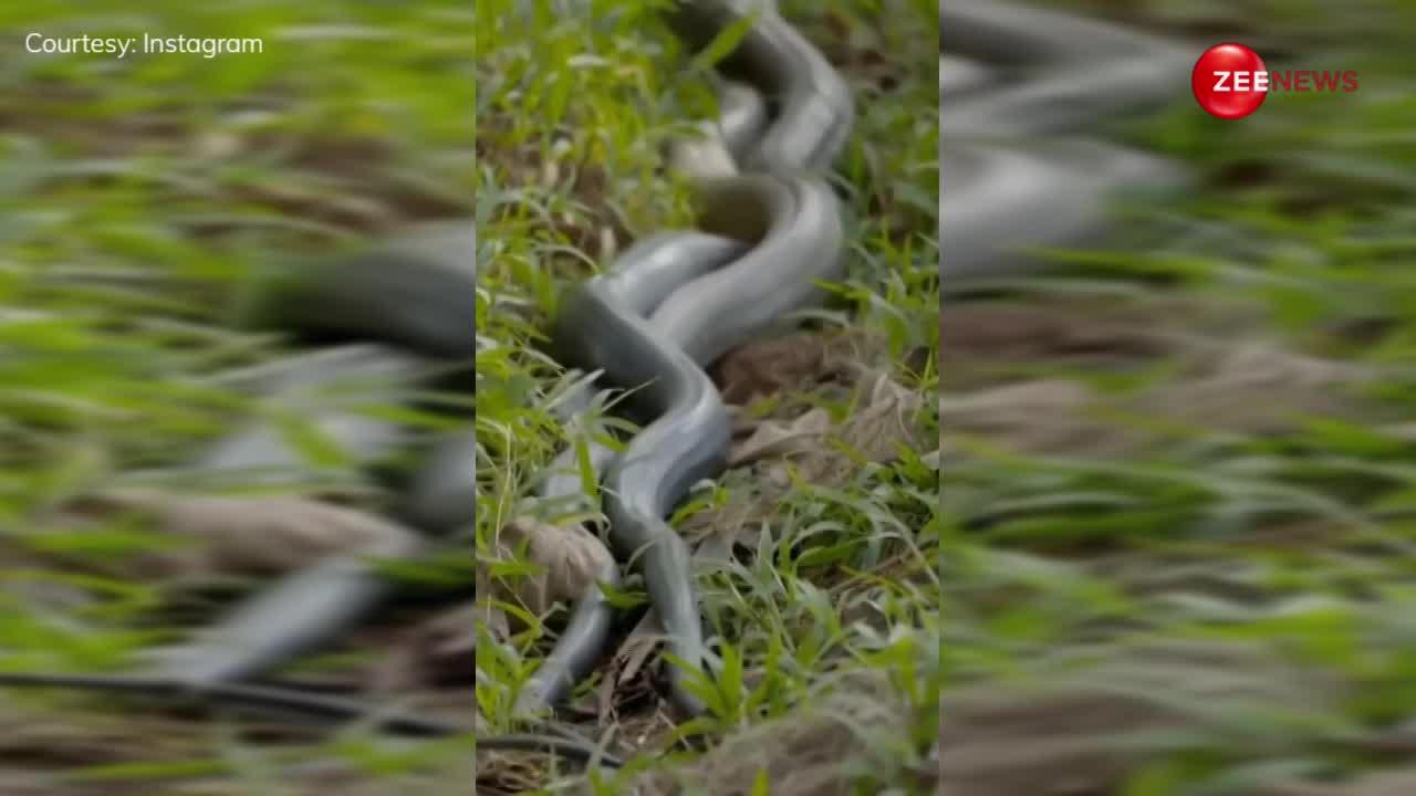 15 फुट के किंग कोबरा जोड़े ने खेत में छिपकर किया रोमांस, घंटों तक चली रासलीला देख लोगों ने बताया जीवों का इमरान हाशमी