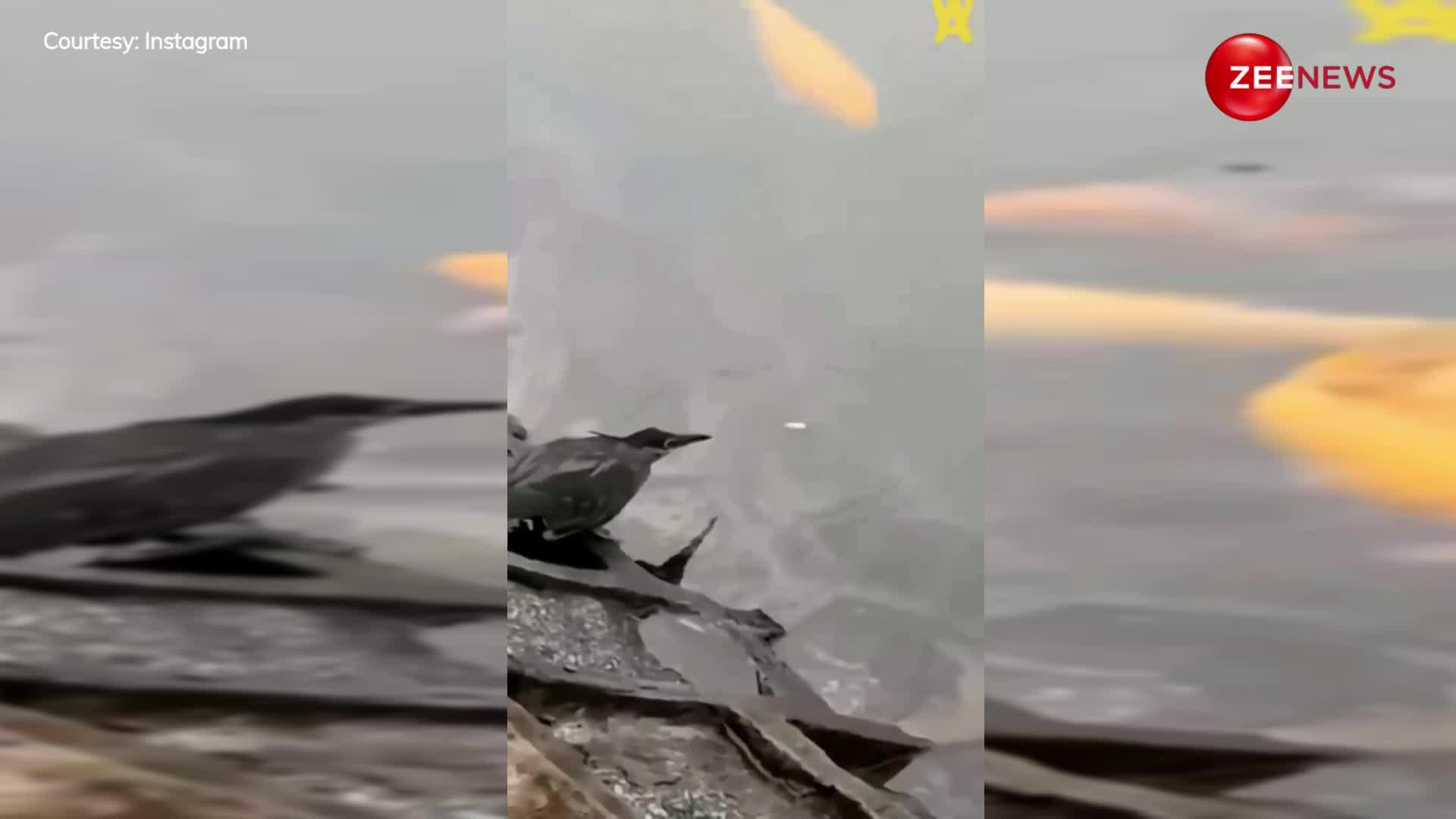 Viral Video: चिड़िया ने दिखाई चतुराई,  दाना डालकर मछली फंसाई मछली