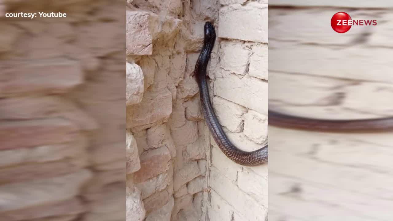 घर पर बिल बनाकर रह रहा था कोबरा, जब दीवार पर रेंगता दिखा तो घरवालों के उड़ गए होश
