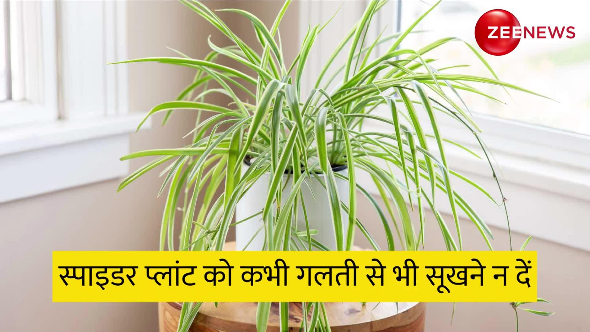 Vastu Plant: घर में लगाते हैं असर दिखाने लगता है ये पौधा, चुंबक की तरह खींचता है धन