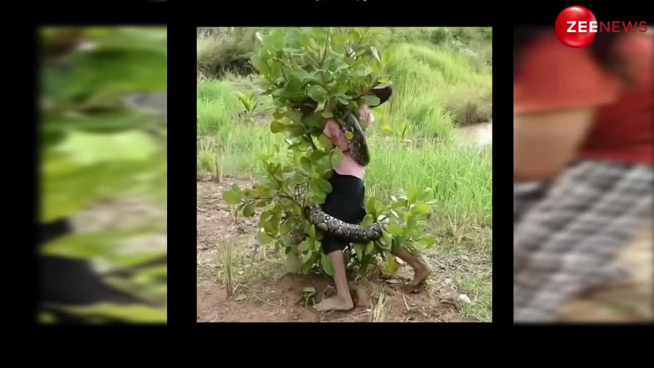 Cobra Video: अरे बाप रे! पेड़ के साथ छोटे बच्चे को अजगर ने जकड़ा, निगलने वाला ही था की दो बच्चियों ने बचाया ऐसे....