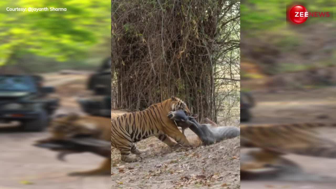 Tiger Viral Video: टाइगर ने अपने शिकार का किया ऐसा हाल, देख कांप गईं पास खड़े लोगों की रूह