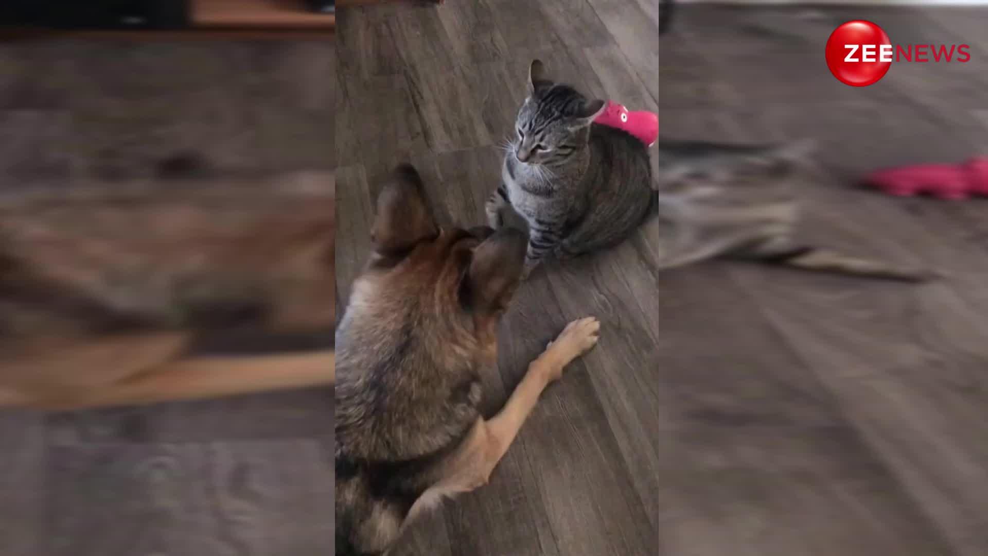 cat dog viral video: बिल्ली ने मारा पंजा कुत्ता हो गया गंजा, दोनों की बजी ऐसी लड़ाई; देख लोग हुए परेशान