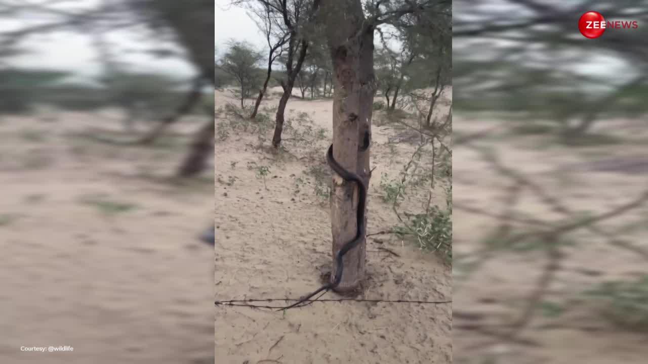 King Cobra: बंदर के जैसे उछलते-उछलते पेड़ पर चढ़ गया कोबरा, देखकर हैरान रह गए लोग, पहले नहीं देखा किसी ने सांप का ऐसा वीडियो