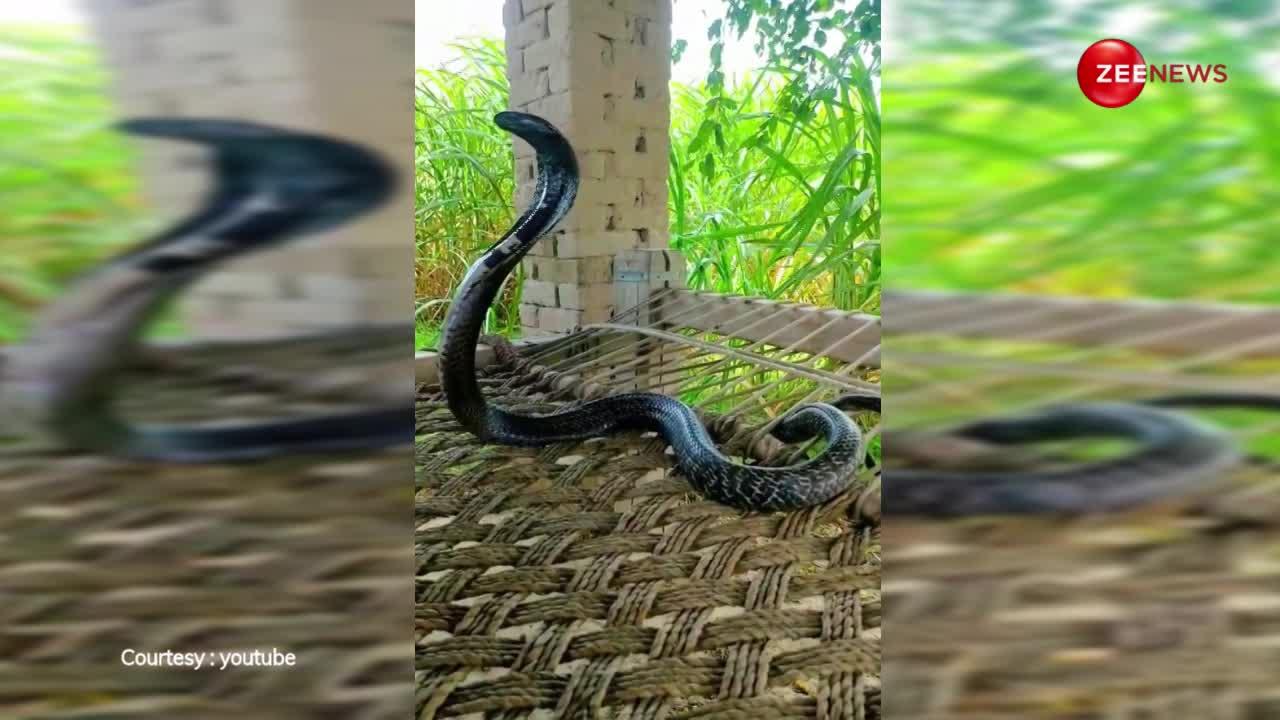 King Cobra: किसान की गैरमौजूदगी में कोबरा ने की खेत की रखवाली! जानवर छोड़िए कोई परिंदा भी नहीं मार सका पर