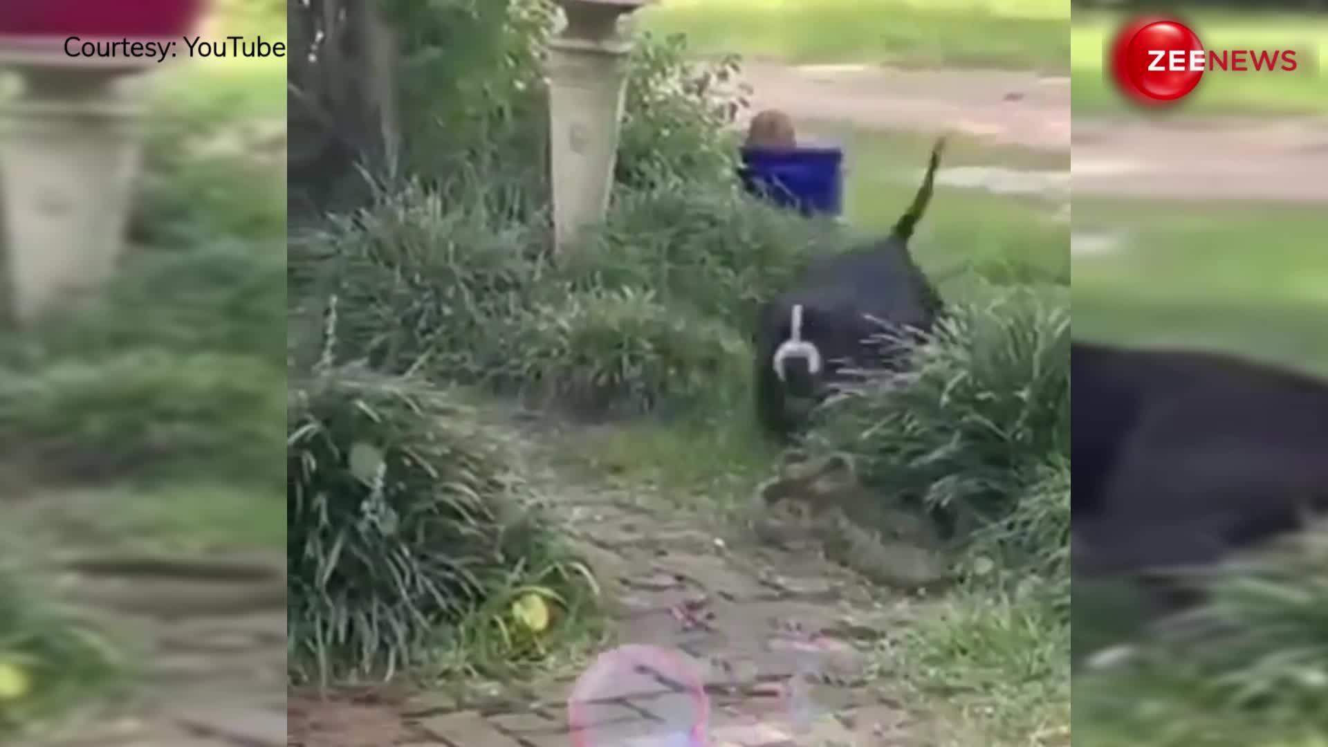 King Cobra से भिड़ गया मासूम कुत्ता, पिट बुल और सांप की खतरनाक लड़ाई की वीडियो हुआ वायरल