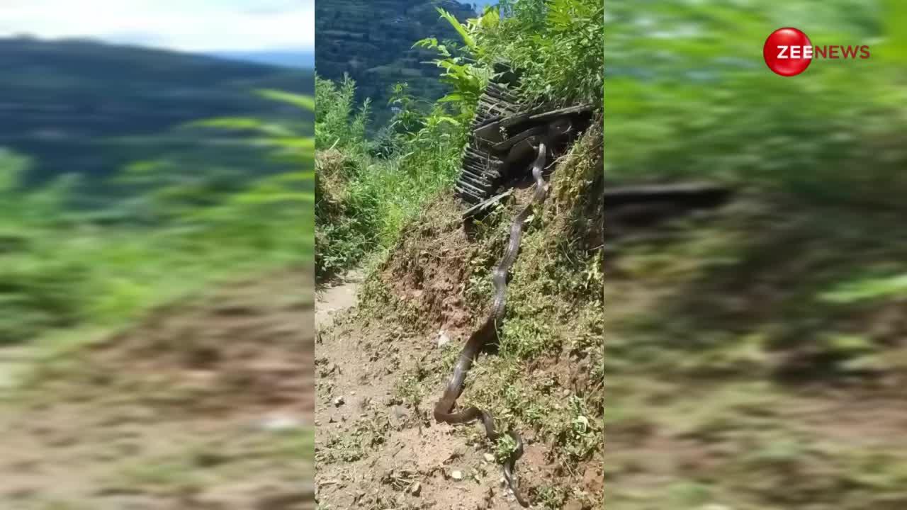 हिमाचल में दिखा अबतक का सबसे बड़ा किंग कोबरा, झोपड़ी से दबोच लिया खरगोश; पहले नहीं देखा होगा ऐसा नजारा