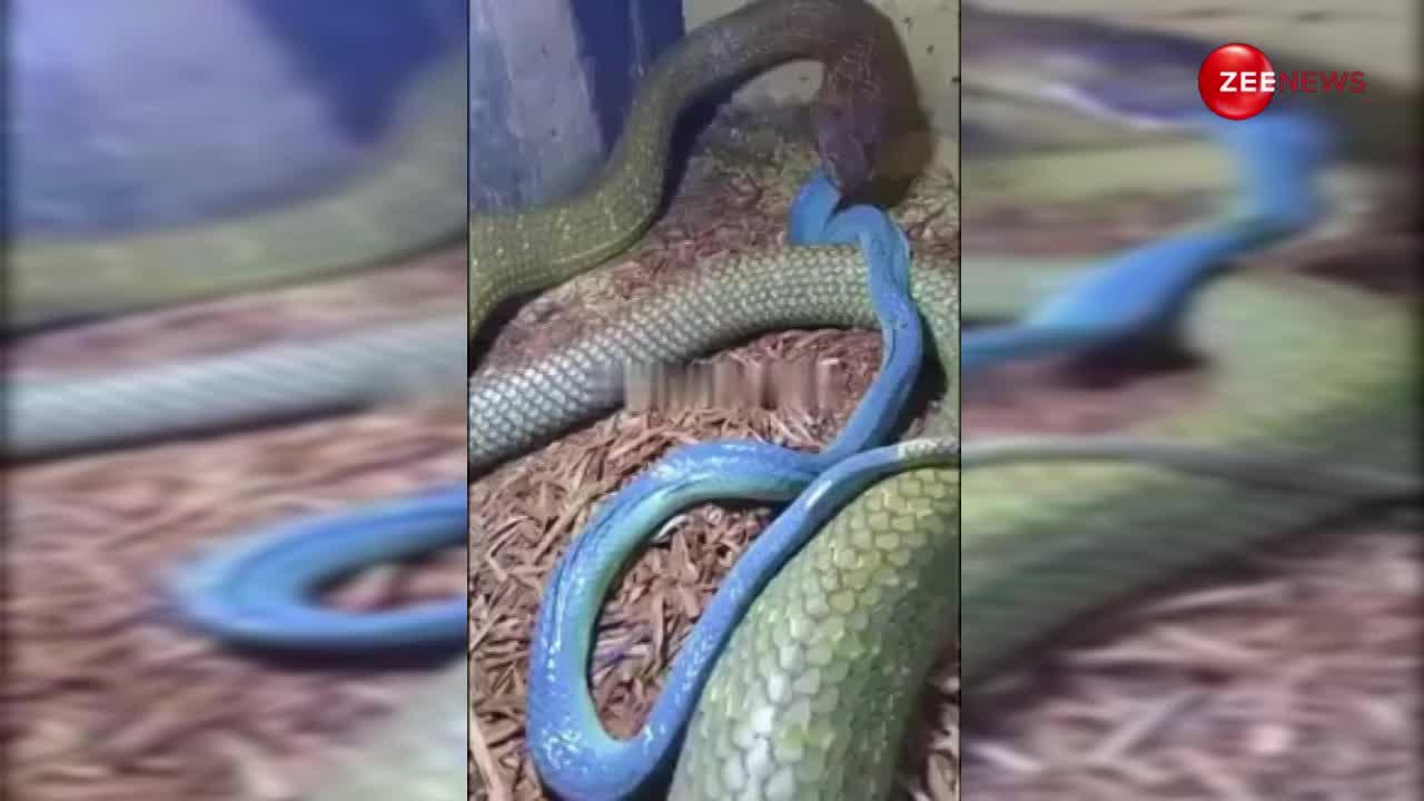 नीले सांप को खाते दिखा किंग कोबरा, वीडियो देख छूट जाएगी कंपकंपी