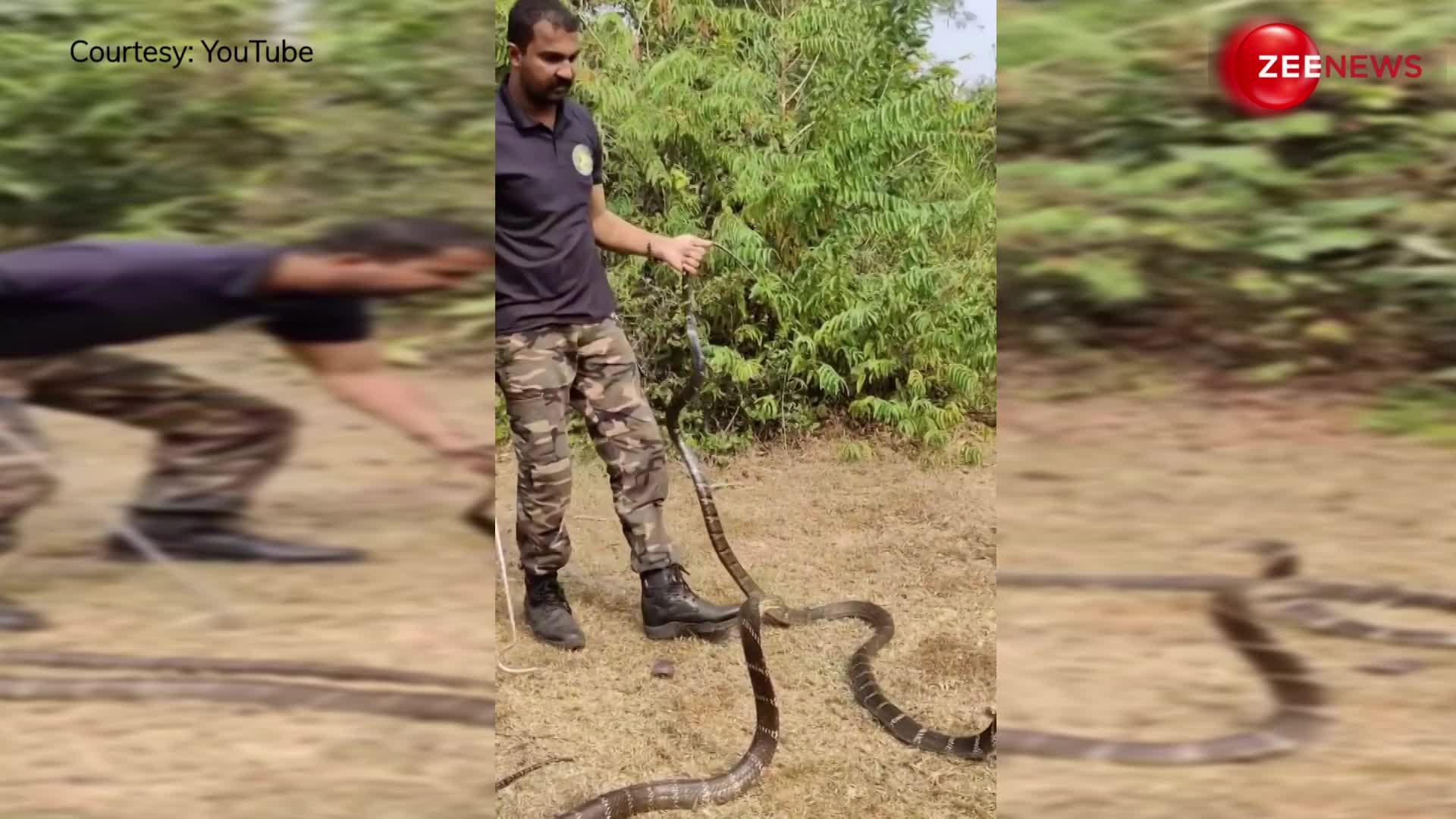 11 फुट लंबे किंग कोबरा को देख घरबा गया आदमी, नागिन के साथ करता पकड़ा गया रोमांस