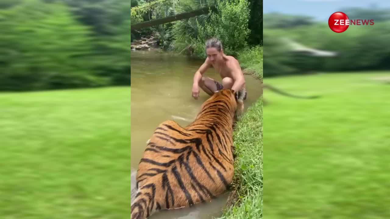 आदमखोर टाइगर के साथ स्विमिंग पूल में नहा रहा था शख्स, फिर जो हुआ रोंगटे खड़े कर देगा वायरल वीडियो