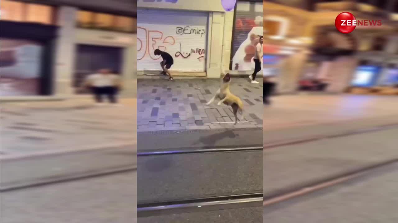 Video: सड़क पर कुत्ते ने दिखाया खेल, रुक-रुक कर देखने लगे लोग