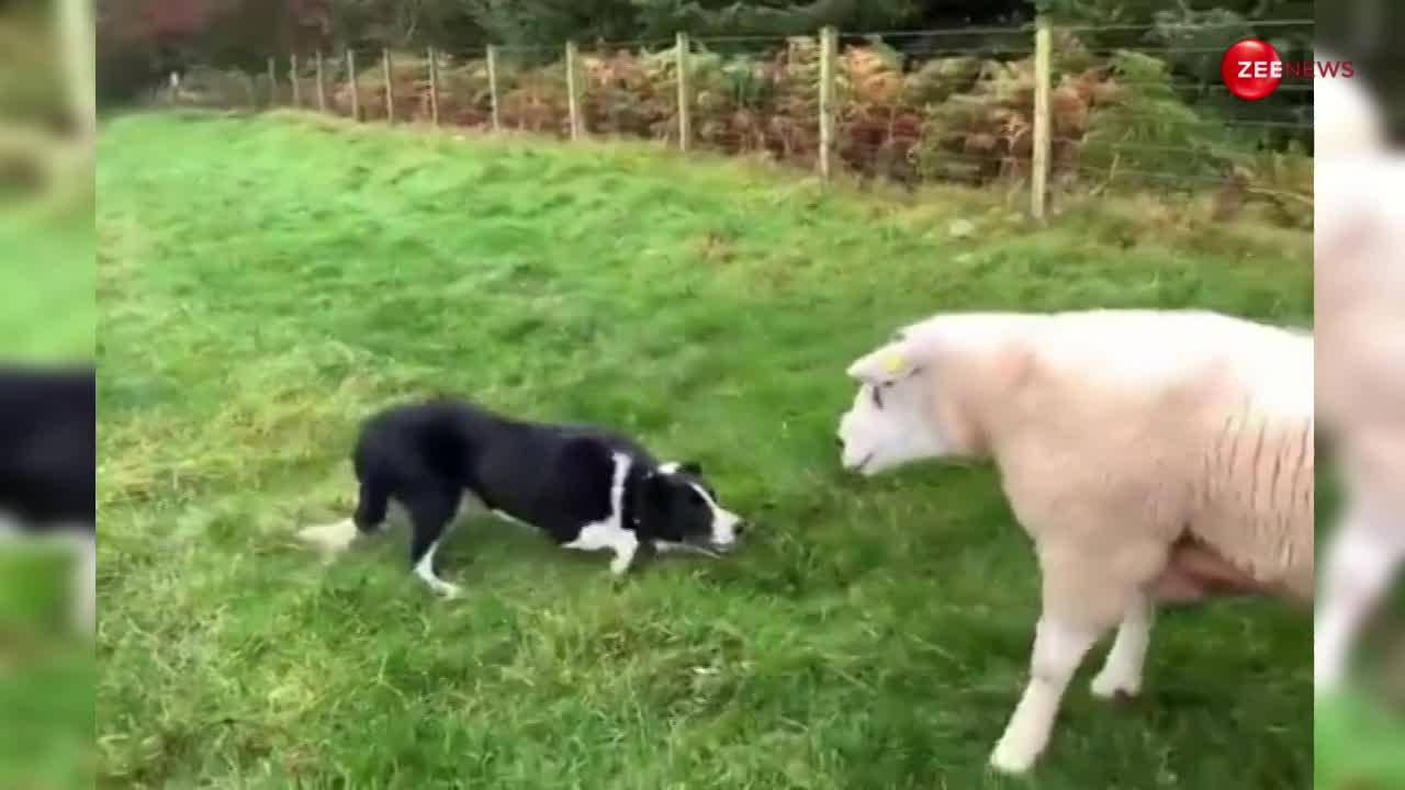 दो भेड़ों पर भारी पड़ गया अकेला कुत्ता, गुर्राकर कर दी मासूम जानवर की हालत खराब