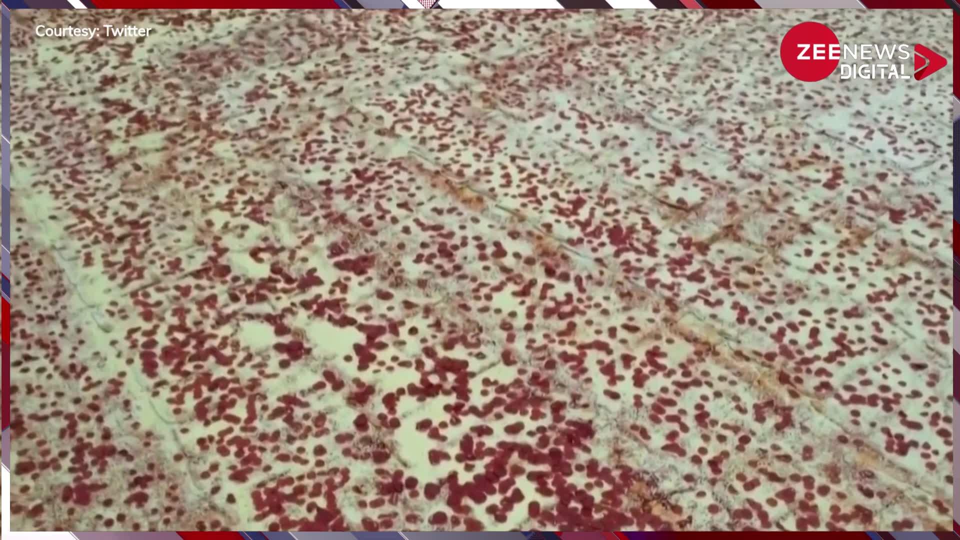 World's Largest Pizza: यहां बन रहा दुनिया का सबसे बड़ा पिज्जा, देखते ही आ जाएगा मुंह में पानी...