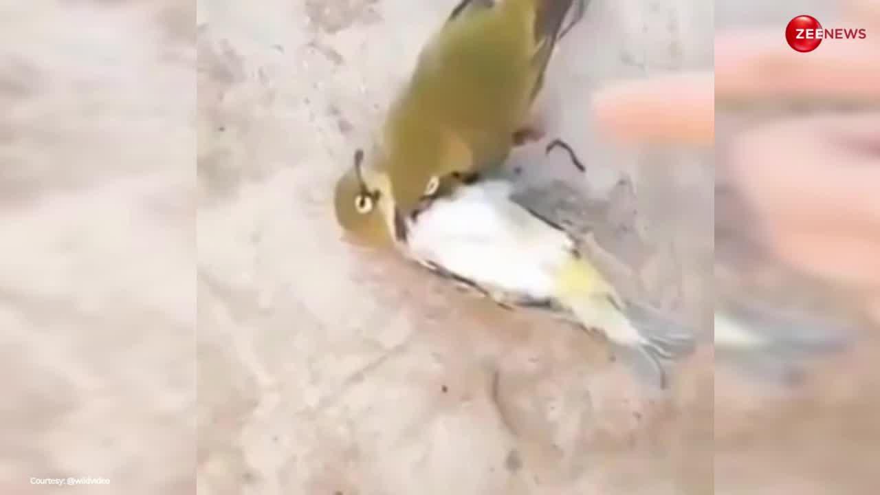 Bird Emotional Video: दोस्त की मौत का गम नहीं हुआ सहन, तो सीने से लगकर रोते-रोते तोड़ दिया पक्षी ने दम