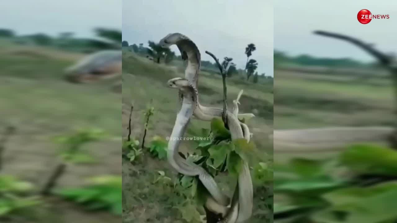 King Cobra: जंगल में हुआ कांड! तो पड़ोसियों की तरह पेड़ पर चढ़कर ताका-झांकी करने लगे दो कोबरा सांप