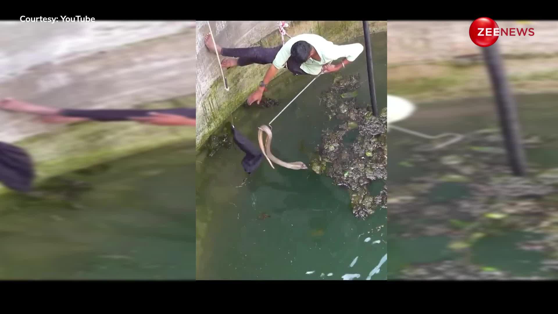 पानी से भरे गहरे कुएं में से शख्स ने निकाला खतरनाक कोबरा, वीडियो देख लोग बोले- इसे मौत का डर नहीं