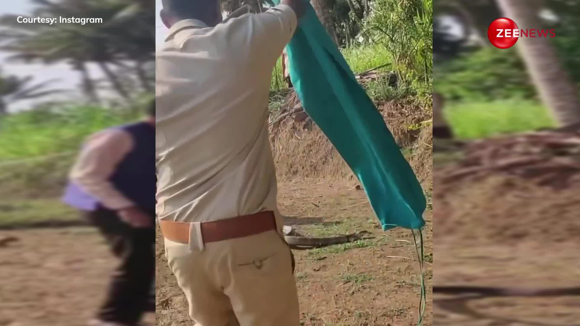 30 फुट के कोबरा को पकड़कर खींचने लगा, लोगों ने निकाला गुस्सा, कहा- जानवरों को परेशान करना बंद करो
