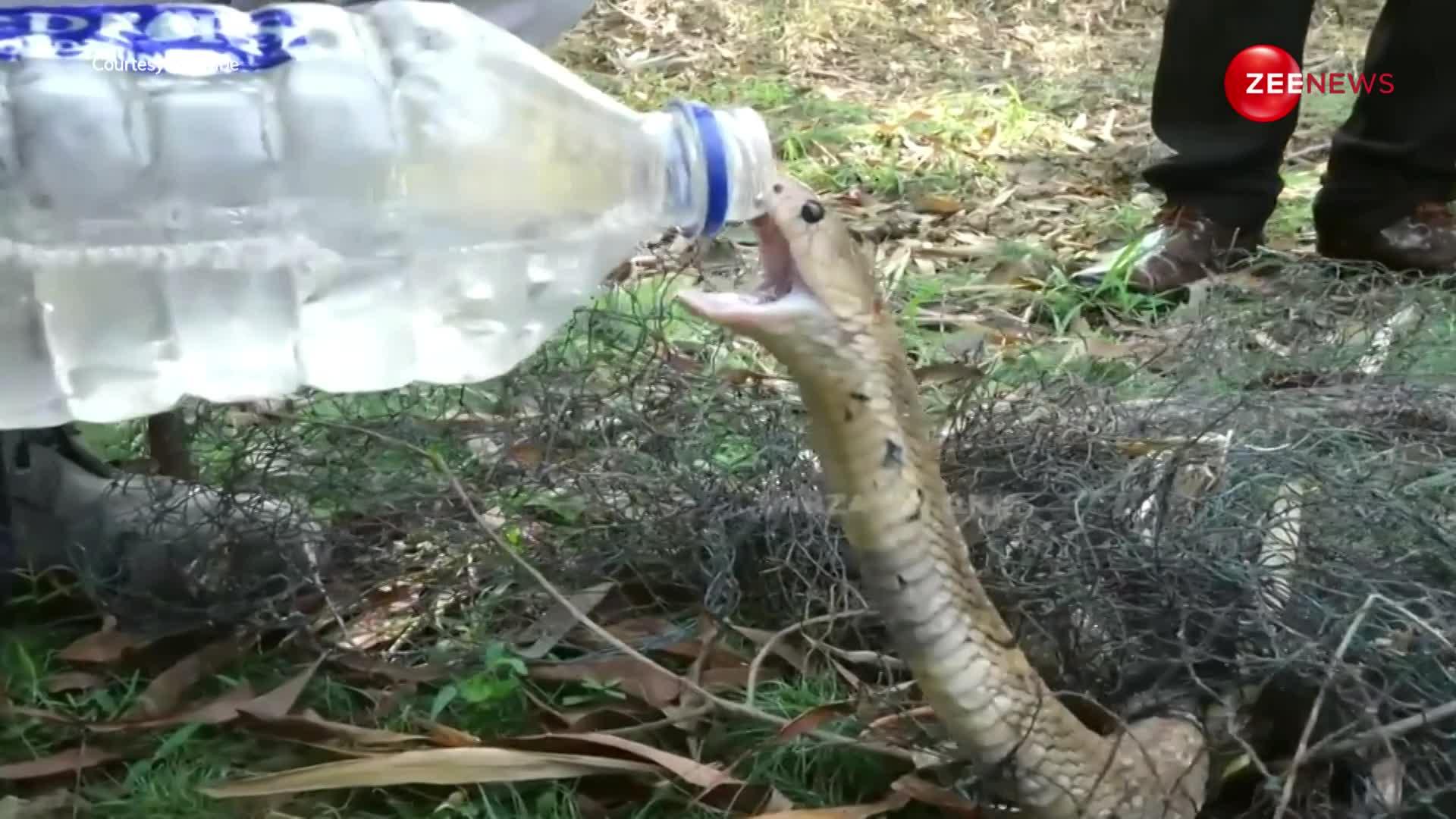 प्यासे King Cobra को बोतल से मुंह लगाकर पानी पिलाने लगा ये शख्स, वीडियो देख हैरान रह गए लोग
