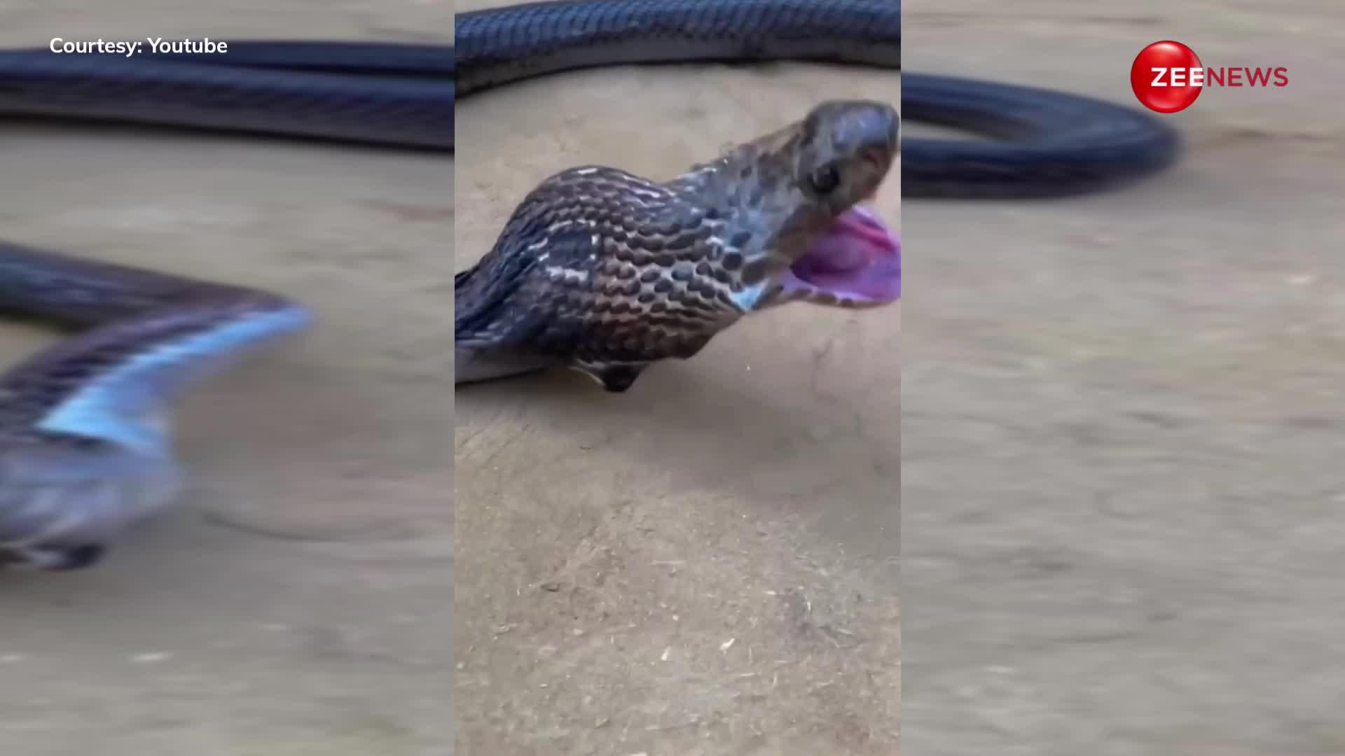 कबूतर खा गया किंग कोबरा, तिलबिलाने लगा जमीन पर, सांप की बुरी हालत पर रुक-रुककर लोगों ने खाया तरस