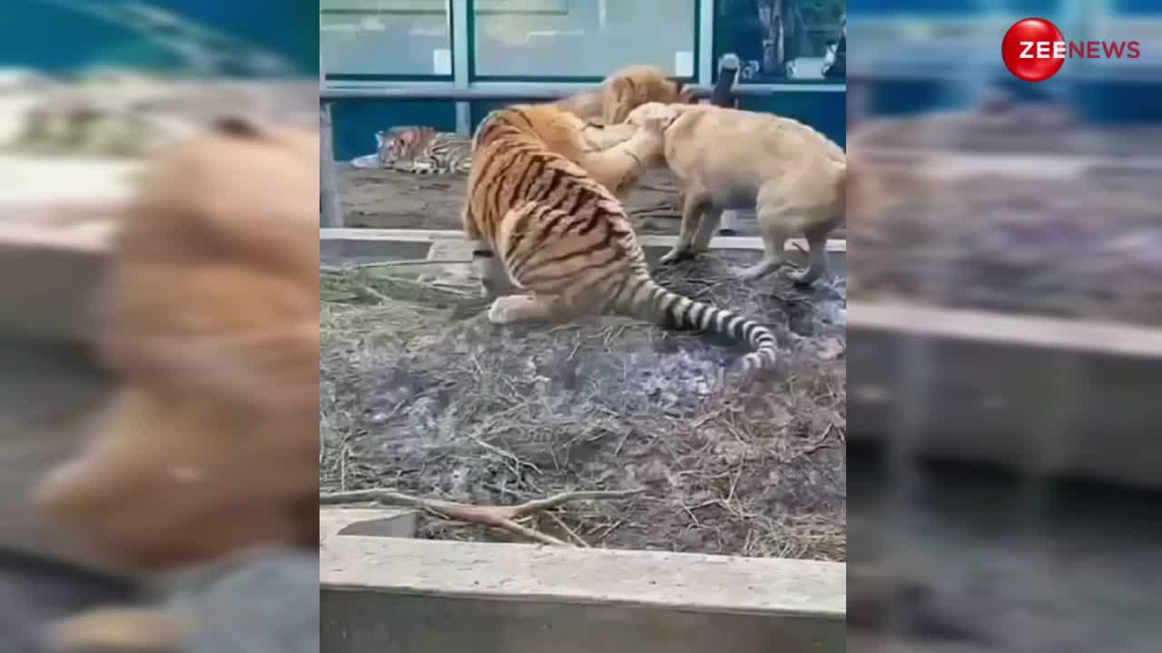Viral Video: टाइगर ने कर दिया शेर पर अटैक, बचाने के लिए बीच में कूद पड़ा कुत्ता; वीडियो देख उड़ जाएगी नींद