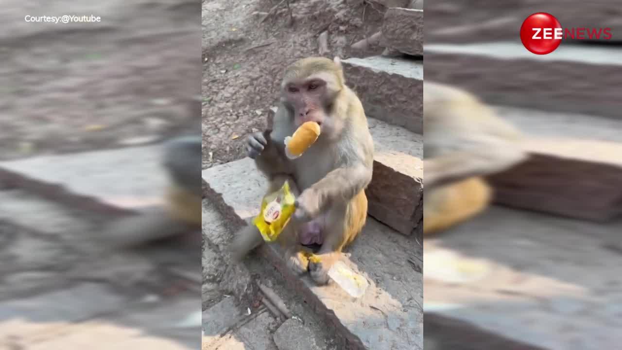 बंदर ने जमकर खाया केक, वीडियो देख लोगों ने बोला- इंसानों के लिए भी छोड़ दो