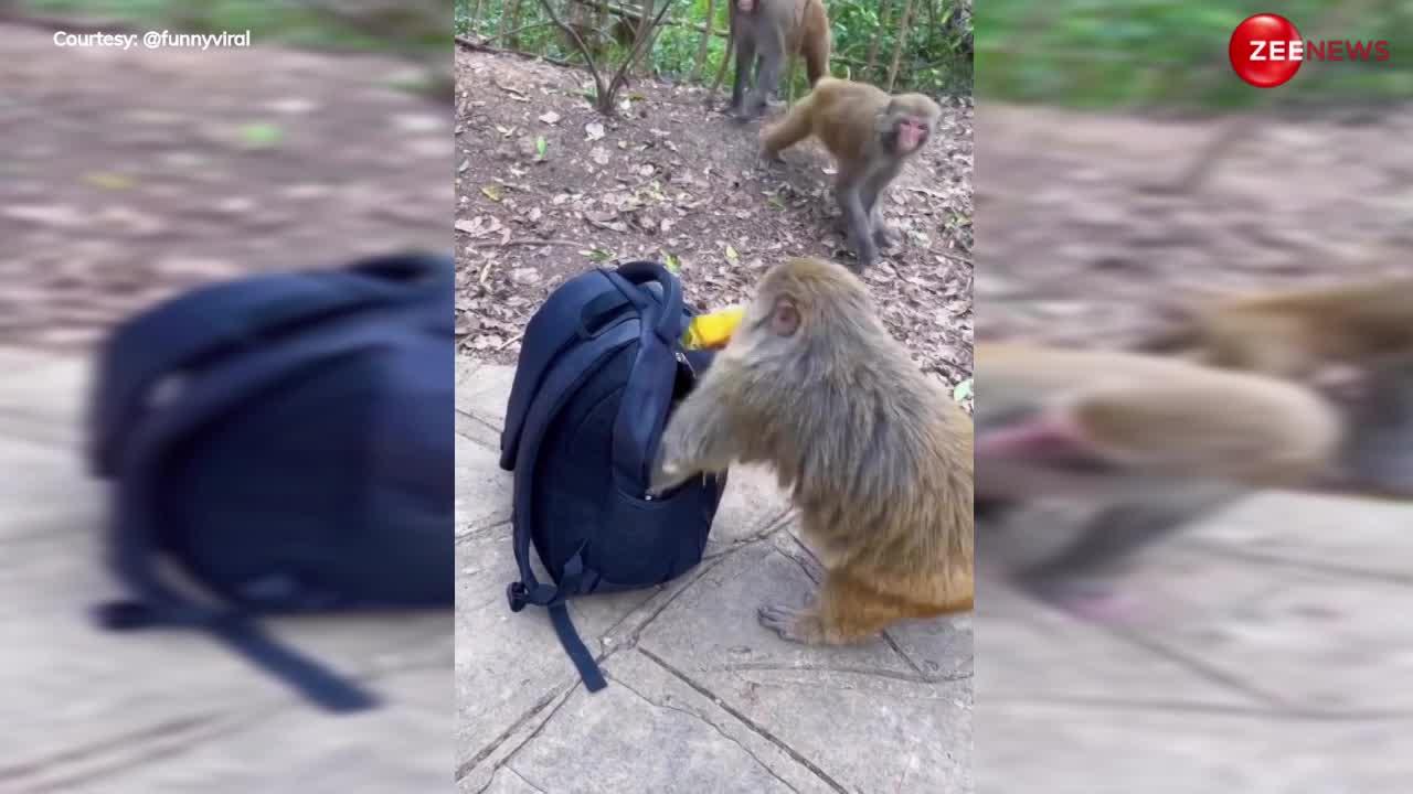 बैग की चेन खोली, फ्रूटी के पैकेट चुराया और भाग गए, देखकर बोली जनता- 'इन बंदरों को Dhoom में कास्ट करना चाहिए'