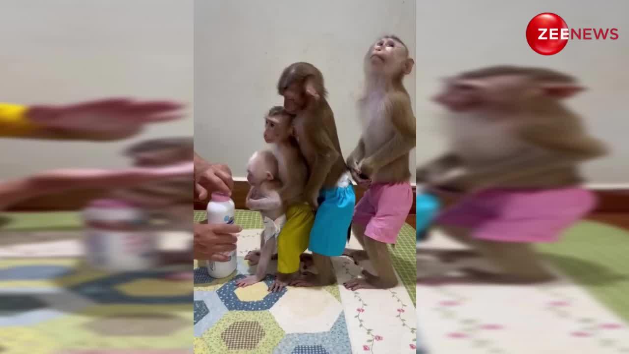 एक महिला ने बंदरों का कर डाला मेकअप, लाइन में खड़े कर खूब लगाया पाउडर