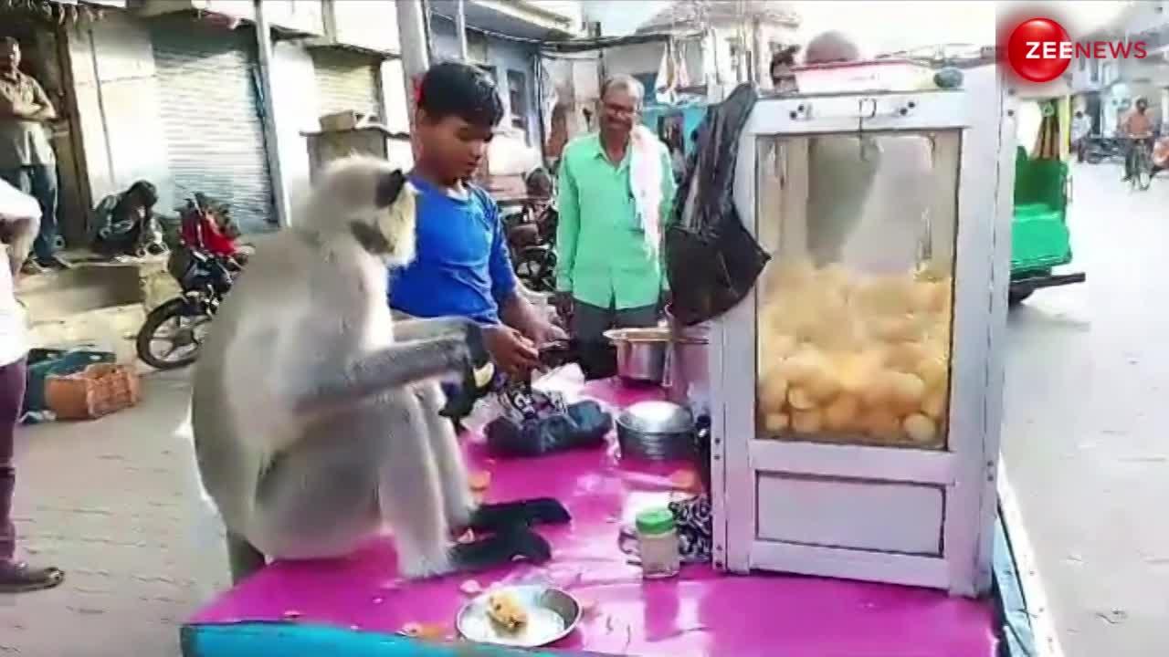 गुजरात में रेहड़ी पर बैठकर एक के बाद एक गोलगप्पे खाते दिखा लंगूर बंदर, वीडियो इंटरनेट पर वायरल