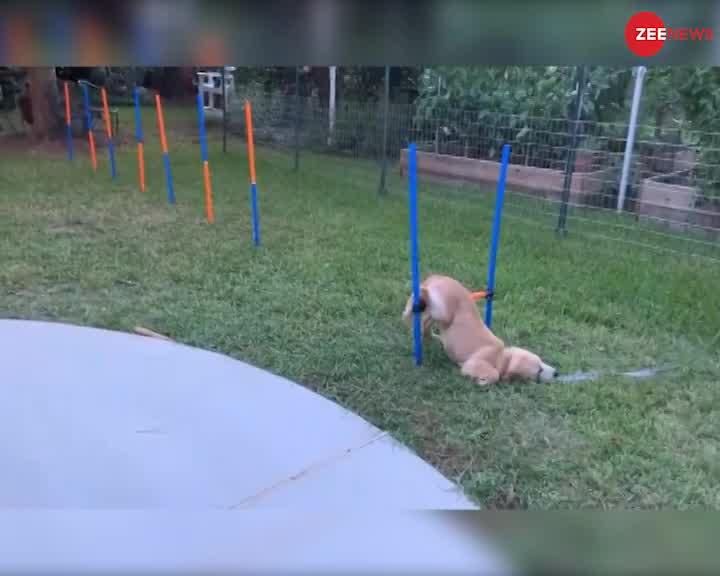 Viral Video: आलसी कुत्ता ट्रेनिंग के दौरान करने लगा इतनी Funny हरकत, Video Viral