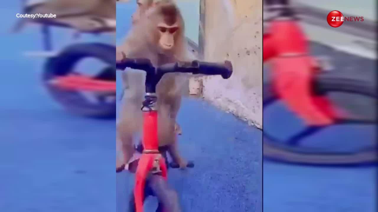 बंदरिया को पीछे बिठाकर बंदर ले उड़ा साइकिल, देखते रह गए लोग