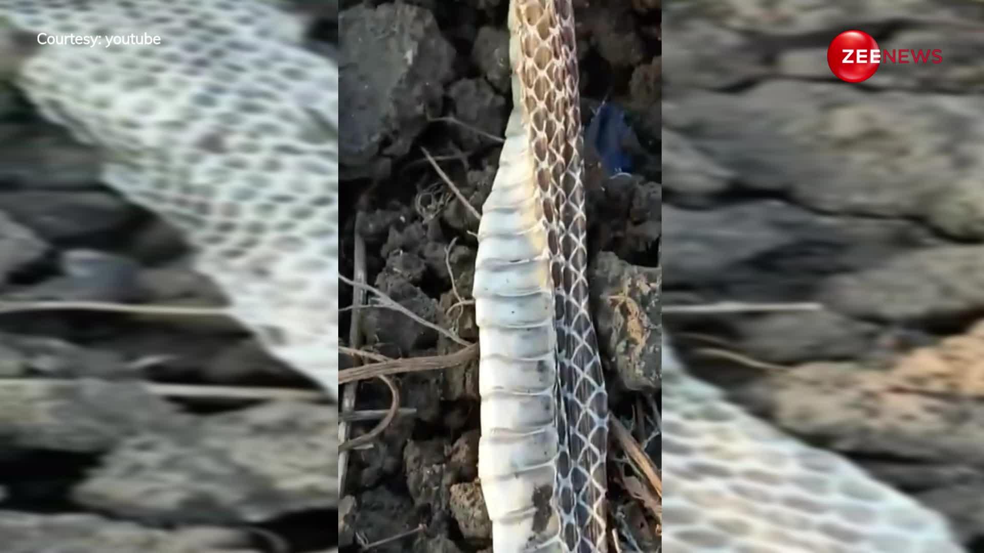 किसान के खेत में सुबह के समय अपनी केचुली निकालकर चला गया 20 फीट लंबा कोबरा