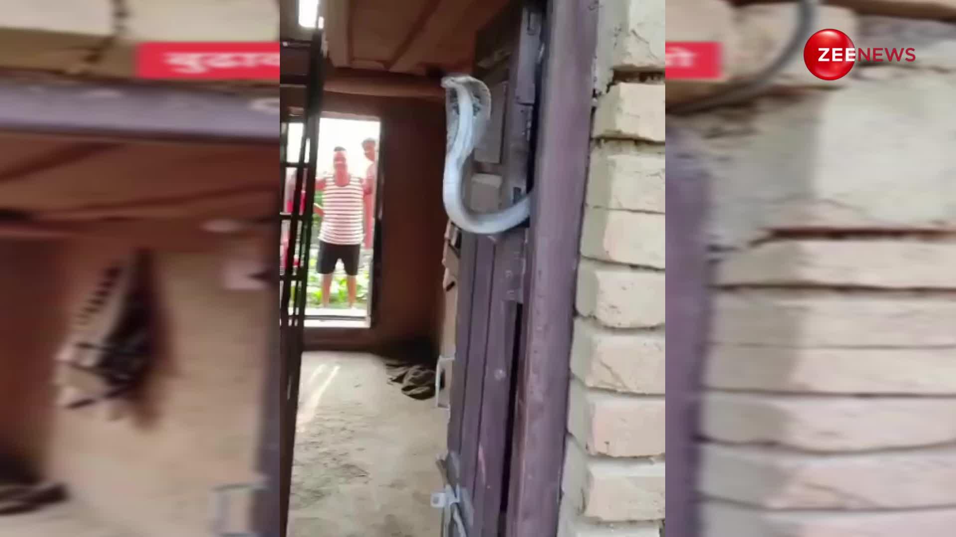 उपद्रवी King Cobra ने घर के दरवाजे के साइड में बना लिया अपना आशियाना, वीडियो देख ताज्जुब में पड़ गए घर के लोग