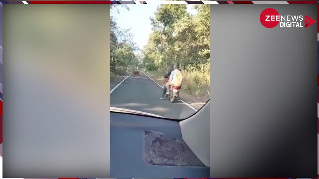 Viral Video: अचानक बीच सड़क पर आ गया बाघ, बाल-बाल बची बाइक वालों की जान; देखें वीडियो
