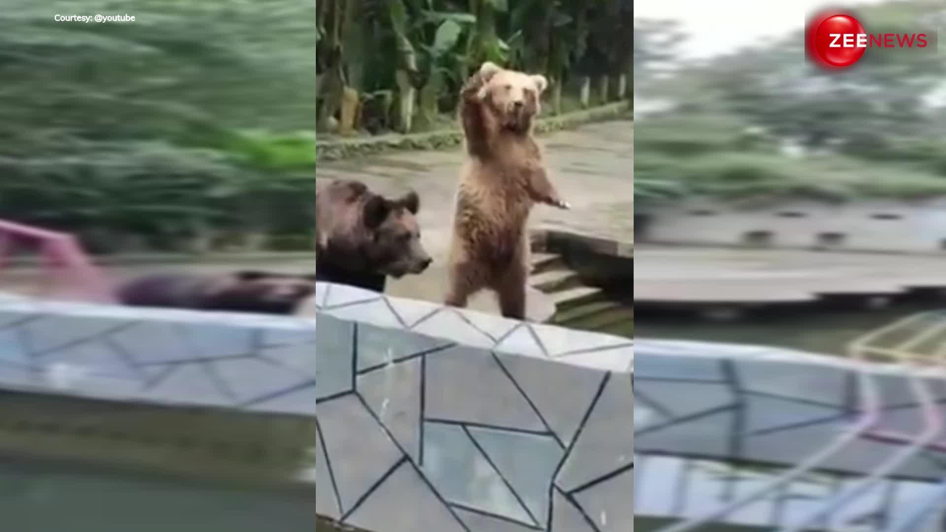 viral bear video: भालू का ऐसा वीडियो आपने पहले कभी नहीं देखा होगा, हंस-हंस के हो जाओगे लोट-पोट