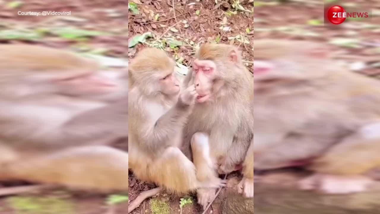 बंदर ने की दूसरे बंदर के नाक की सफाई, फिर किया काम, देख बोले लोग- छी छी अब खाना नहीं जाएगा