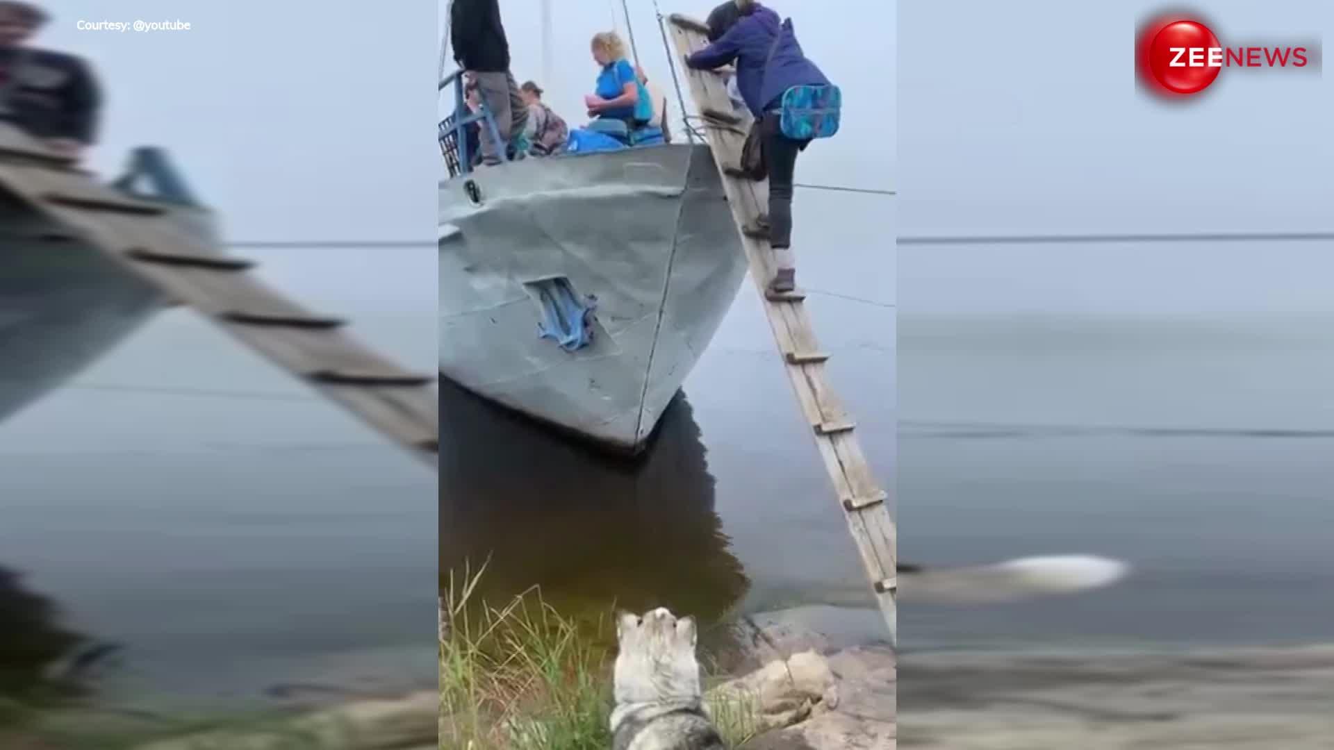 मालिक के साथ नाव पर जाने के लिए सीढ़ियों से जाने लगा कुत्ता वीडियो देख, लोग बोले- सो क्यूट