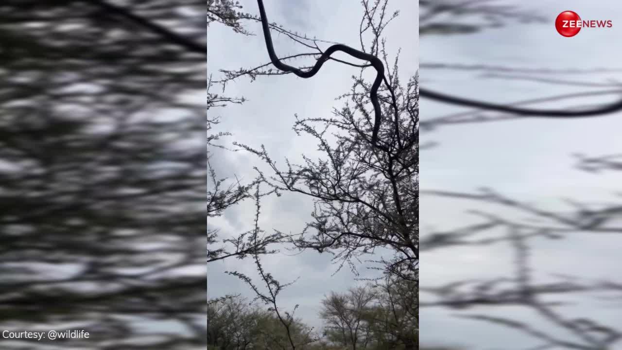 King Cobra Video: कंटीली झाड़ियों में बंदर की तरह उछलता नजर आया किंग कोबरा, एक से दूसरे पेड़ पर मारी छलांग