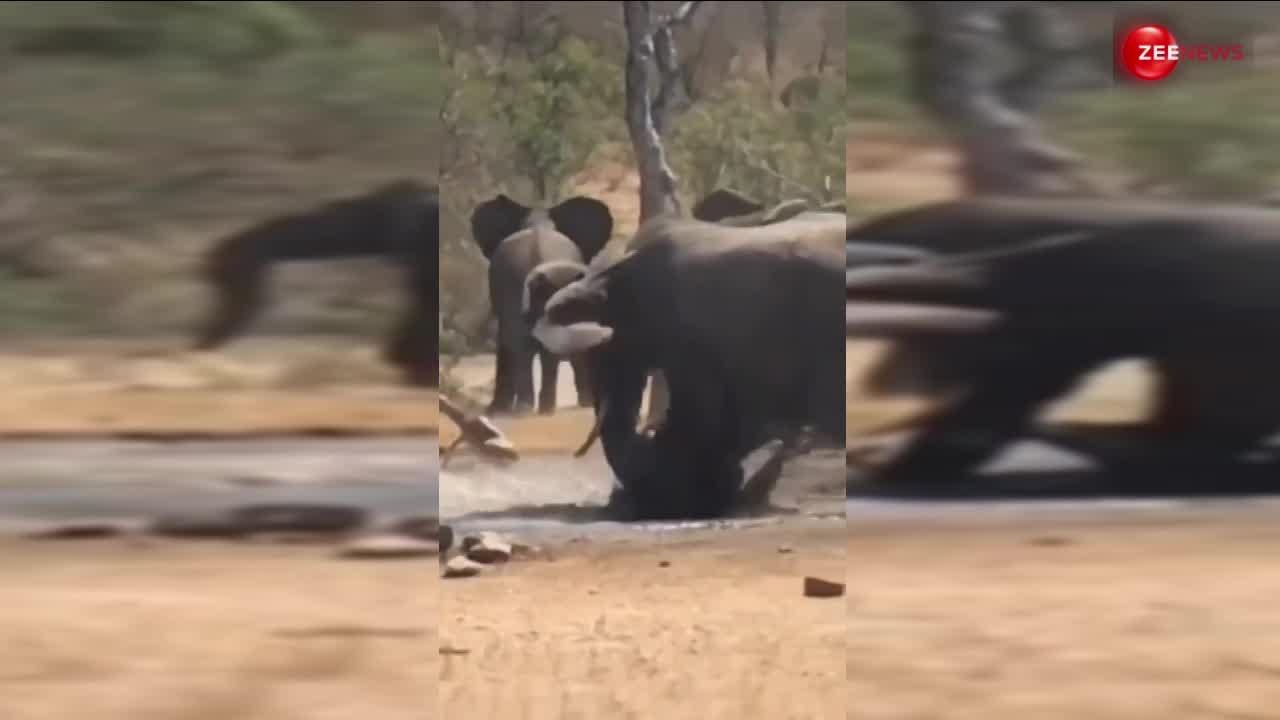 हाथियों के पैरों तले कुचलने से हिरण को बचाने दौड़ा समझदार हाथी, एक्शन हीरो की तरह सूंड से उठाकर तालाब के बाहर पटका