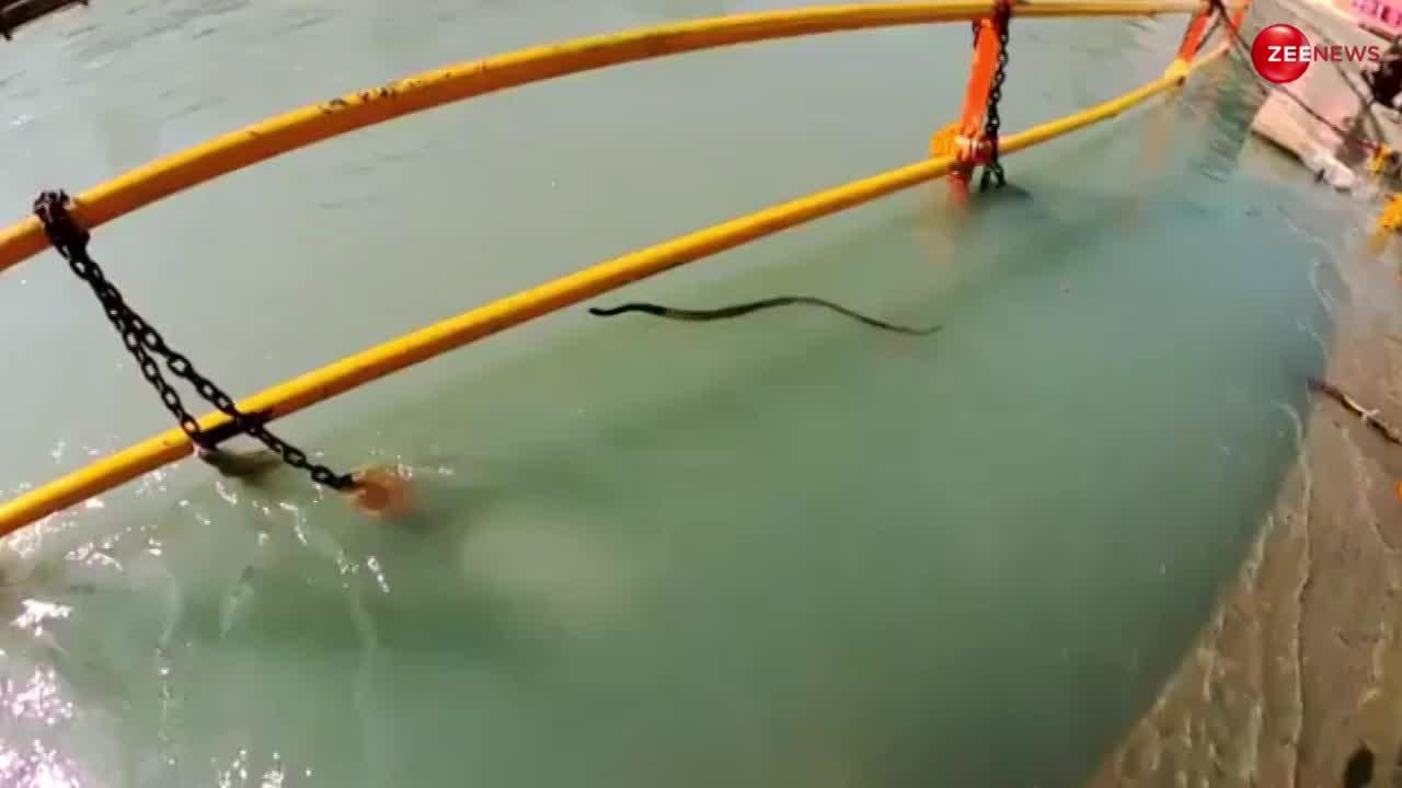 King Cobra Video: सावन आने से पहले कोबरा ने लगाई गंगा नदी में आस्था की डुबकी! देखकर भक्तों ने जोड़ लिए हाथ