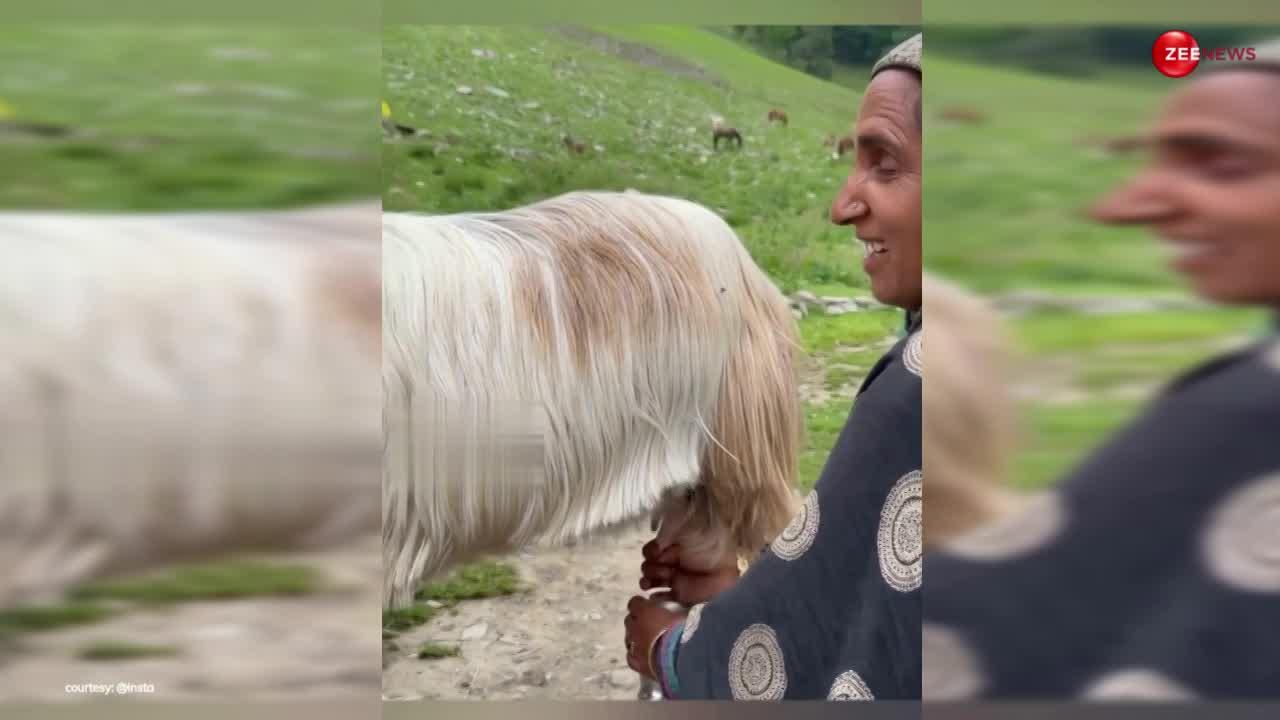पहाड़ों में आंटी ने निकाला बकरी का दूध, तो Sara Ali Khan ने मजे लेते हुए शेयर कर दिया ऐसा वीडियो